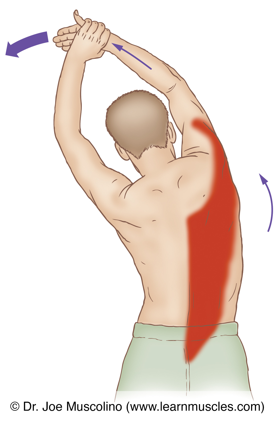 Side Arm Stretch: Muscles Elongated and Instructions