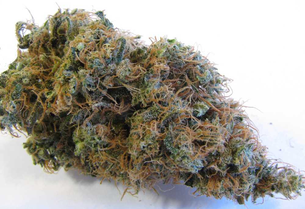 Goldwing Marijuana Strain